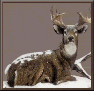 deer bedded