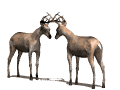 deer fighting